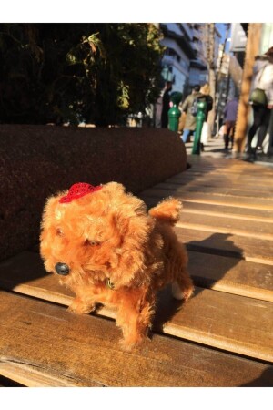 كلب اللعبة (BLACK BROWN) - Aft