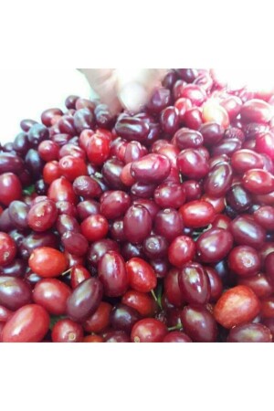 Cranberry-Frucht, hausgemacht, gewaschen, gefroren, 2 kg - 4