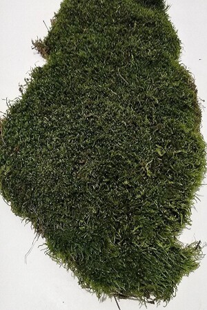 Doğal Kaya & Ağaç Yosunu 60x60cm Canlı Bitki Moss - 1