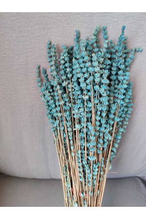 (منز) صدمة (لا تسرب) (لافندرا) الزرقاء الحقيقي - Efiraz