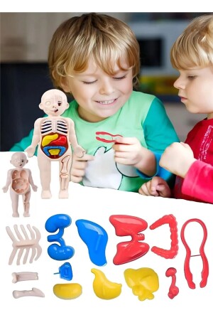 Eğitici Oyuncak Insan Vücudu Anatomisi Organ Bulmaca Puzzle Bultak Yapboz Montessori - 3