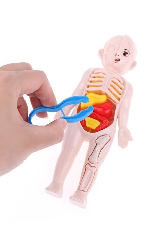 Eğitici Oyuncak Insan Vücudu Anatomisi Organ Bulmaca Puzzle Bultak Yapboz Montessori - 5