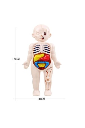 Eğitici Oyuncak Insan Vücudu Anatomisi Organ Bulmaca Puzzle Bultak Yapboz Montessori - 6