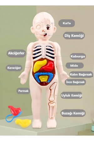 Eğitici Oyuncak Insan Vücudu Anatomisi Organ Bulmaca Puzzle Bultak Yapboz Montessori - 8