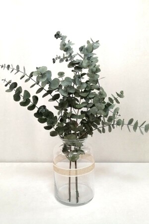 (منز) صدمة (بنت (أوكاليبتوس) الخضراء الصغيرة - Genel Markalar