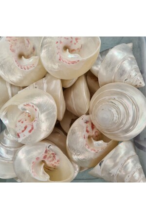 Gerçek Deniz Kabuğu 100 Gr Paket Troca Strawberry Pearlızed - Evinizdeki Okyanus Esintisi Turkuaz Hediyelik