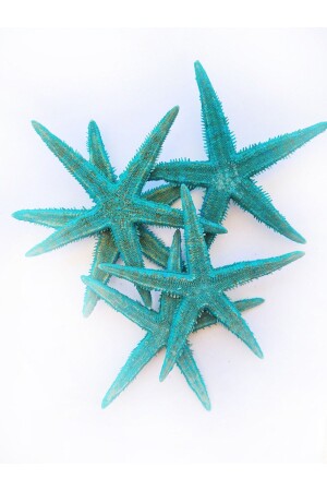 Gerçek Deniz Yıldızı 10-11 Cm-turkuaz Mavi-5 Adet - Evinizdeki Okyanus Esintisi Turkuaz Hediyelik