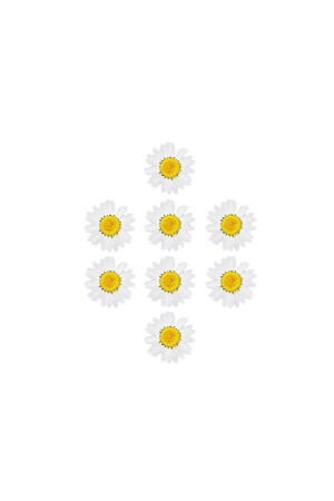 Getrocknetes Gänseblümchen weiß 8 Stück - 2