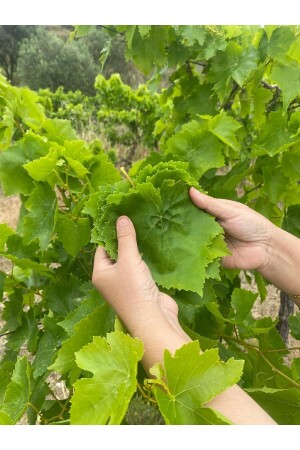 Gustolea Nature Manisa Sultaniye Erste Ernte eingelegte Spitzenweinblätter (DÜNN-OHNE Adern/ERNTE 2024)5 kg - 6