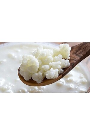 Kefir-Hefe, selbstgemachtes Lebendgetreide KM01 - 2