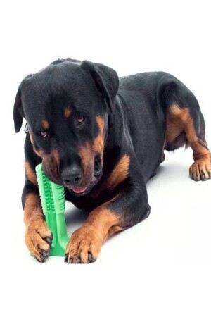 Köpek Diş Fırçası Isırma Aparatı Büyük Boy - 2