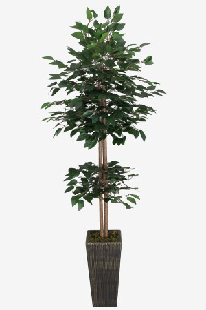 Künstlicher Benjamin-Baum, 155 cm, grüner Stamm (Schwarz-Gold-Holztopf) - 3