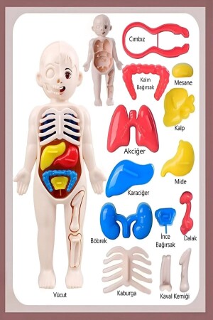 Lernspielzeug, menschlicher Körper, Anatomie, Organ-Puzzle, Bultak-Puzzle, Montessori - 4