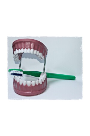 MNZ - فرشاة الأسنان نموذج رياض الأطفال ألعاب تعليمية 2033 - Laylay Toys