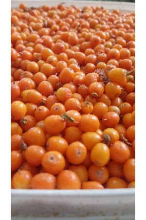 ثمرة البوكثورن البري من MNZ 250 جرام - Şifagida