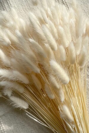 MNZ-طبيعي الخشب القوطي المجفف - أرنب ذيل العروس مجموعة التخطيط الزهرة لاغوروس 30 فروع - Goya Home