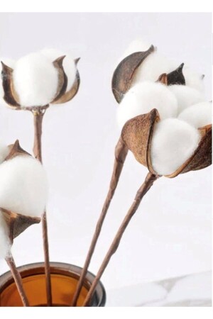 فرع القطن الطبيعي من قِبل MNZ 6 قطع - Bizimmoda