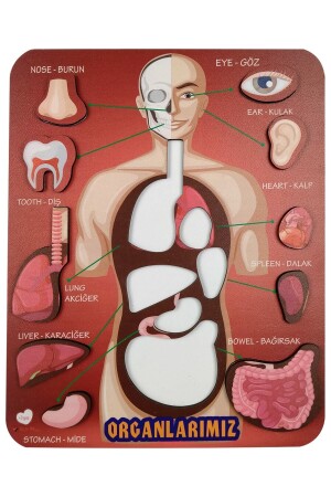 MNZ-أعضاءنا اللعبة التعليمية والتدريبية Bultak Jigsaw&puzzle - Gift Plus