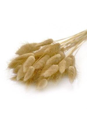 MNZ-Dried Flower Cotton Grass Lagurus Bunch 30 فروع EFİRAZ - Efiraz