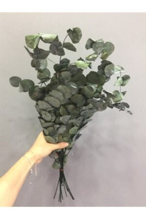 MNZ-Eucalyptus Freezing Eucalyptus أوراق الأوراق الجافة - Yapay Çiçeğim