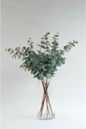 MNZ-Frozing Eucalyptus Bunch خشية اليوكاليبتوس 5-6 فروع - Avem Türkiye
