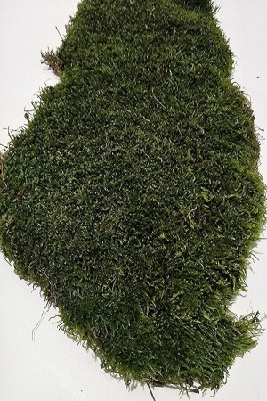 MNZ-Natural Rock & Tree Moss 60x60cm موس النباتات الحية - Bilen Çiçek Tasarim