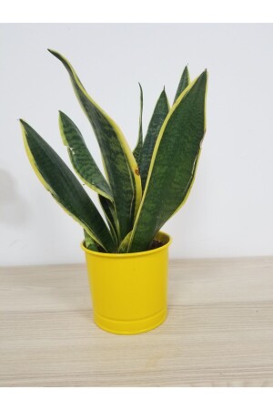 سيف MNZ-Pasha SB-14725 - Genel Markalar