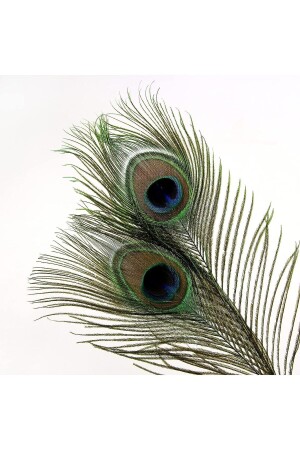 MNZ-Real Peacock Feather 60-100 سم ريشة البوق - Puledro