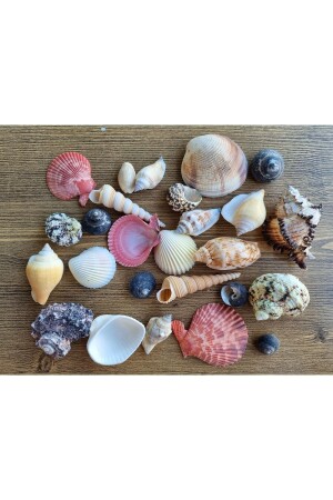 MNZ-Real Sea Shell مخلوطة بحجم كبير 250 ج - Evinizdeki Okyanus Esintisi Turkuaz Hediyelik