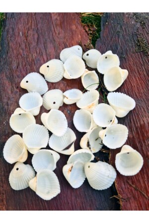 MNZ-Real Sea Shell مع ثقوب بيضاء 40 جرام - Evinizdeki Okyanus Esintisi Turkuaz Hediyelik