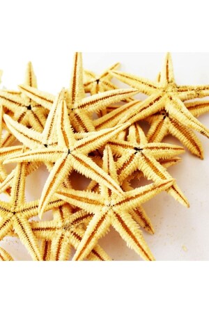 MNZ-Real Starfish 7-5-9-5 Cm-pack من 10 - Turkuaz Hediyelik