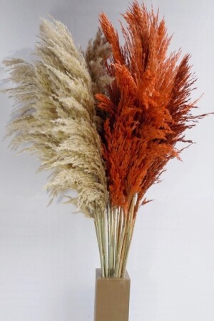 Orange Pampas 20 Stück 120 cm - 2