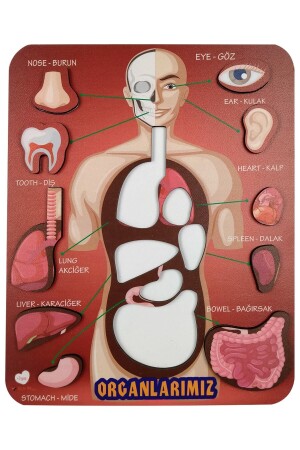 Organlarımız Eğitici Ve Öğretici Oyuncak Bultak Yapboz&puzzle - 1