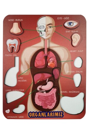 Organlarımız Eğitici Ve Öğretici Oyuncak Bultak Yapboz&puzzle - 3
