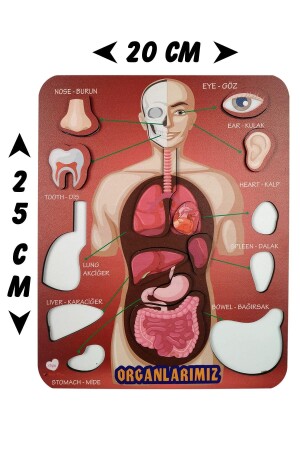 Organlarımız Eğitici Ve Öğretici Oyuncak Bultak Yapboz&puzzle - 7