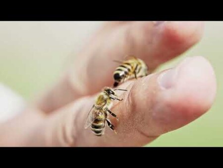 Propolis damla - shifaah