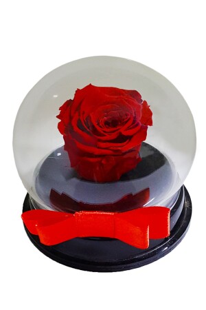 Rote unverblasste Rose in Plexi-Box (XL) & unverblasste Rose im Glas, künstliche Blume, Wohnaccessoire CS0191 - 4