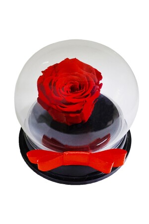 Rote unverblasste Rose in Plexi-Box (XL) & unverblasste Rose im Glas, künstliche Blume, Wohnaccessoire CS0191 - 1