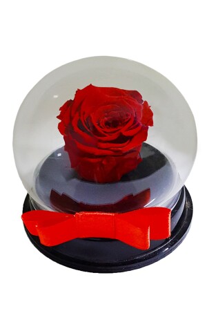 Rote unverblasste Rose in Plexi-Box (XL) & unverblasste Rose im Glas, künstliche Blume, Wohnaccessoire CS0191 - 2