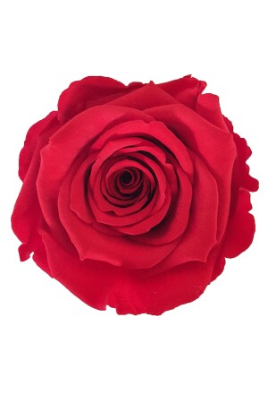 Rote unverblasste Rose in Plexi-Box (XL) & unverblasste Rose im Glas, künstliche Blume, Wohnaccessoire CS0191 - 3