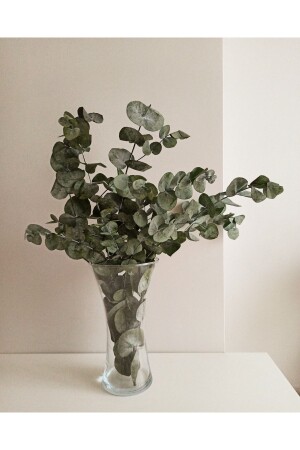 (منز) (أوكاليبتوس) صدمة (منز) (أوكاليبتوس) - SERRA BUTİK ÇİÇEK