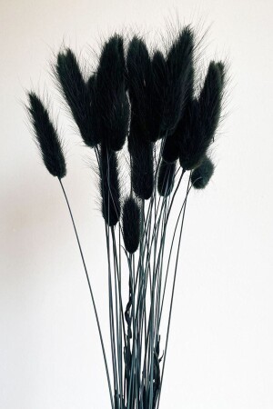 Siyah Renkli Kurutulmuş Pamuk Otu- Tavşan Kuyruğu Gelin Buketi Aranjman Çiçeği Lagurus 30 Dal - 1