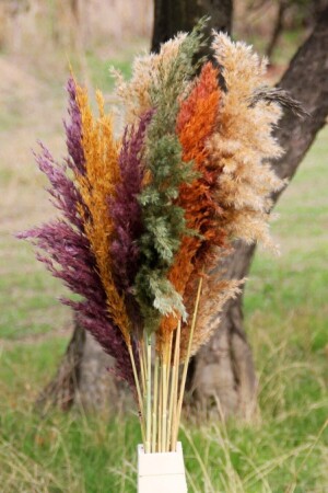 Troya Trockenblumen Pampas 15 Stück 100 cm Höhe - Gemischt Pmsy-gemischt - 2