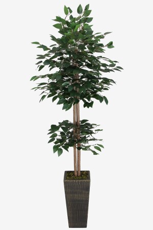 Yapay Benjamin Ağacı 155 Cm Ağaç Gövdeli Yeşil (ahşap Siyah Gold-saksı) - 1