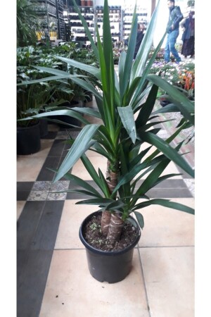 Yucca.Duftende Pflanze TYC00127344095 - 1