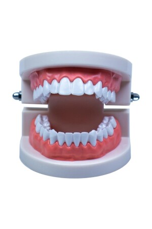 Zahnmodell, lebensgroßes Mund- und Zahnmodell 74901 - 1